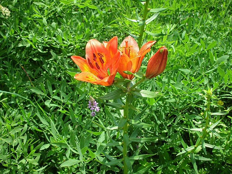 Lilium bulbiferum subsp. croceum / Giglio di S.Giovanni